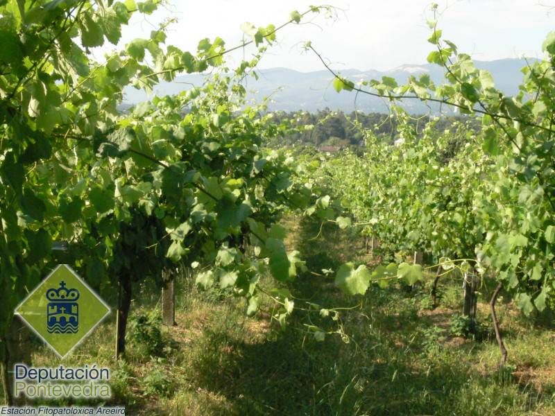Vid - Grapevine - Vide >> Excesivo desarrollo de la vegetacion en viña en espaldera.jpg
